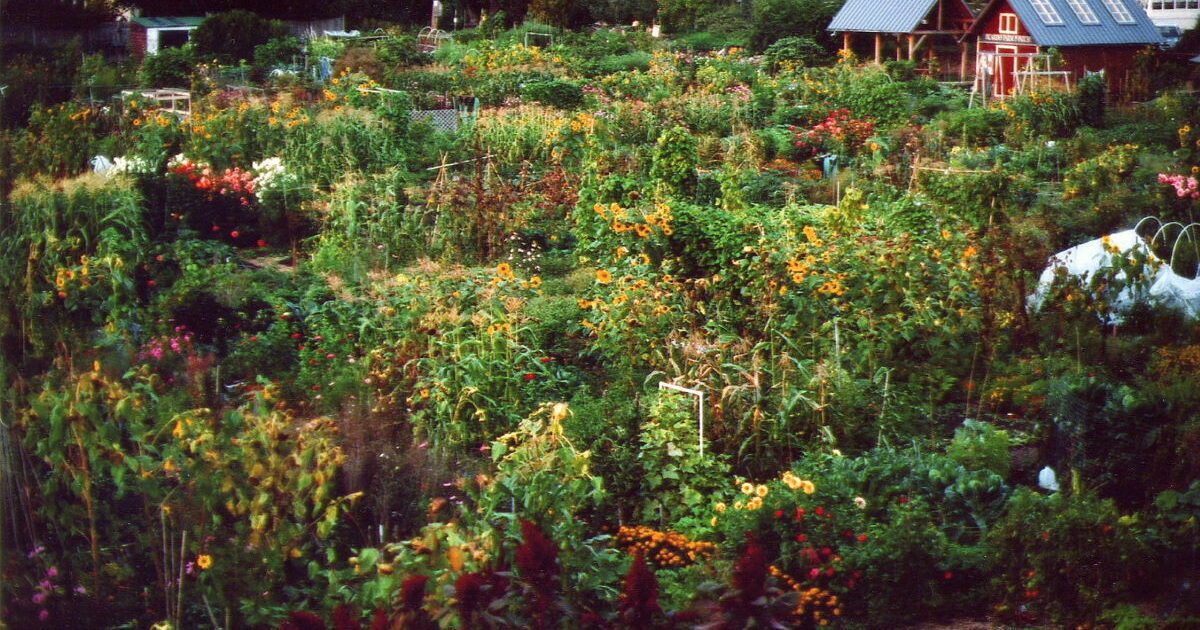 Permaculture in the City with Steve Read