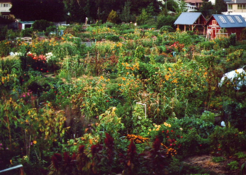 Permaculture in the City with Steve Read